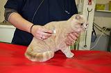 SCOTTISH FOLD - AUSCULTATION 054